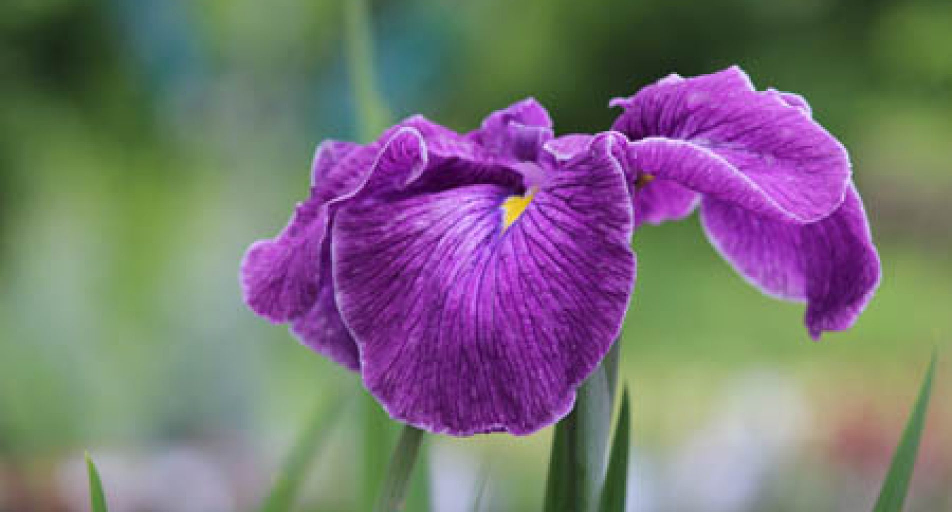 Irises at Homestead Garden Center, WIilliamsburg
