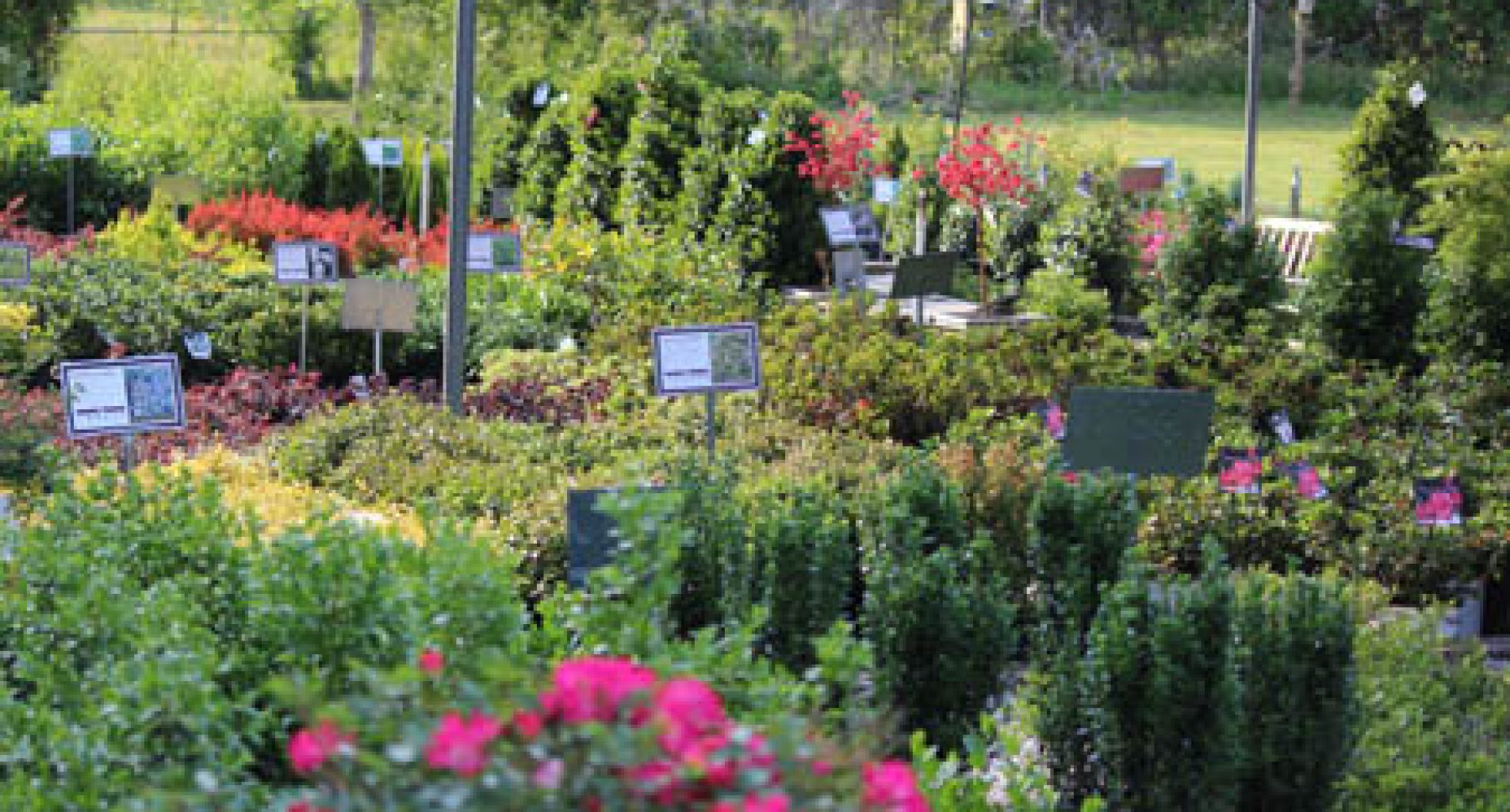 Roses, trees and shrubs for sale at Homestead Garden Center, Williamsburg