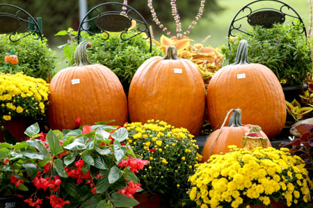 Pumpkins and mums for sale Homestead Garden Center Williamsburg