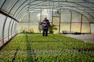 The Ulsteads proudly grow a large percentage of their offerings at Homestead Garden Center