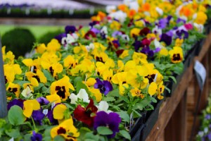 Violas Pumpkins and mums for sale Homestead Garden Center Williamsburg