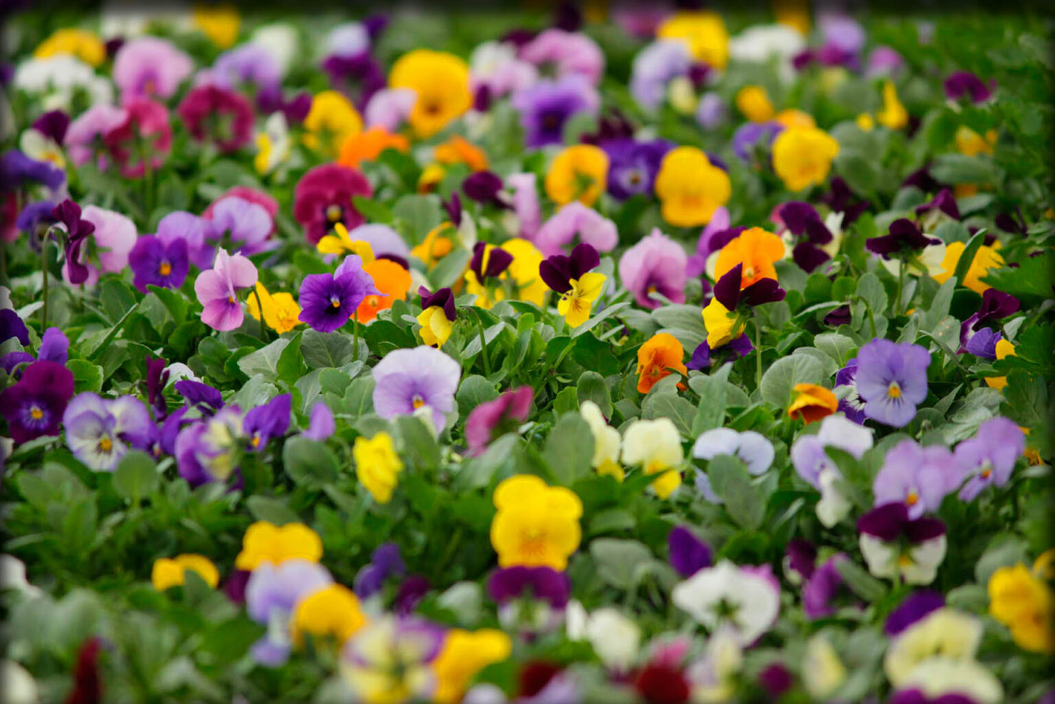Specials - Homestead Garden Center - Williamsburg, Va's Favorite Flower ...